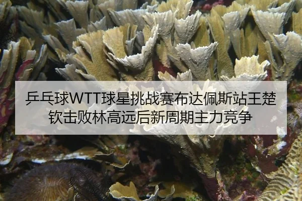 乒乓球WTT球星挑战赛布达佩斯站王楚钦击败林高远后新周期主力竞争